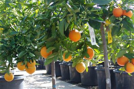 A Small Fruit Tree