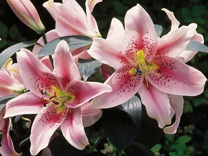 Lilies