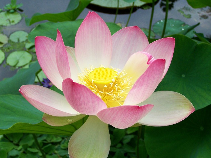 Lotus