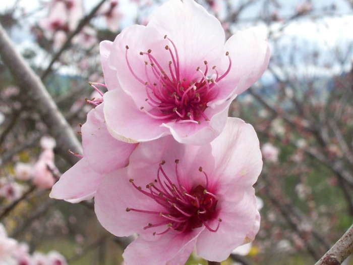 Peach Flowers