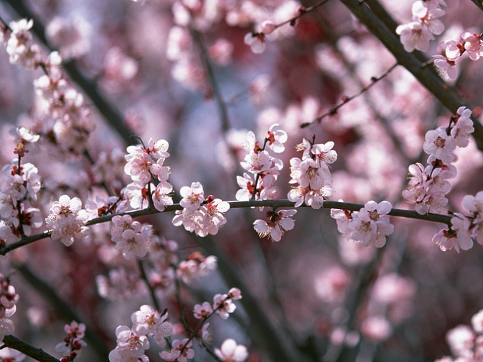 Plum Blossoms