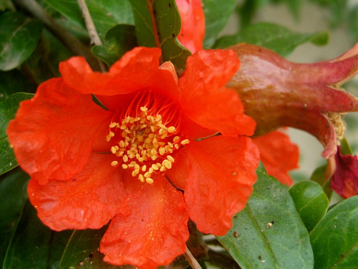 Pomegranate Flowers