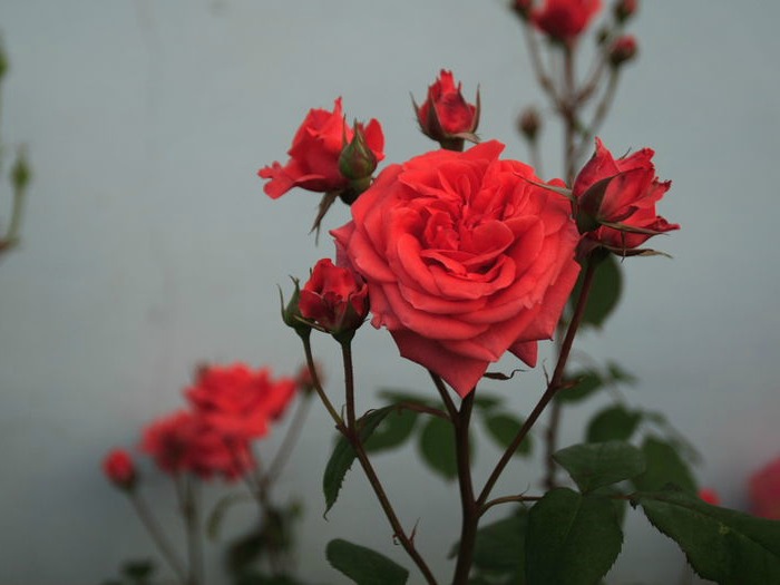 Red Chinese Roses