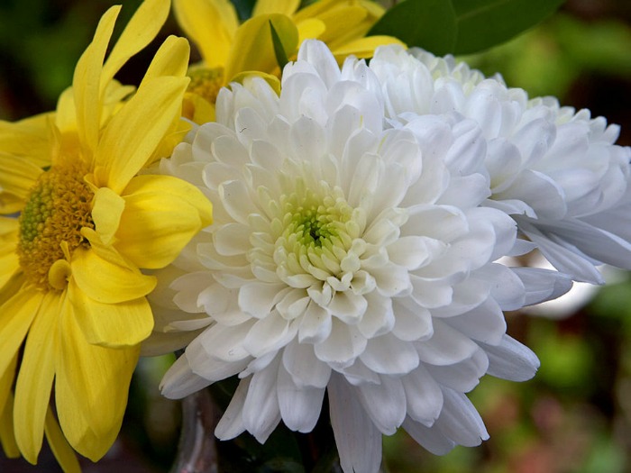 White and Yellow Chrysanthemums